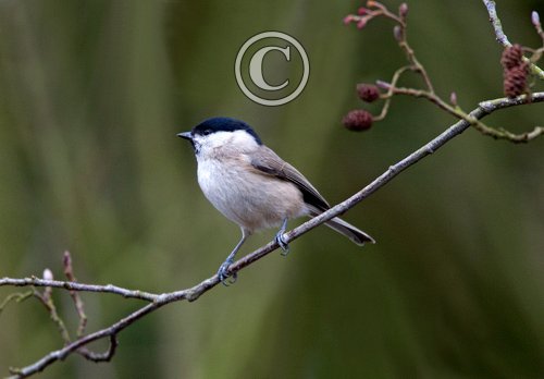 Marsh tit